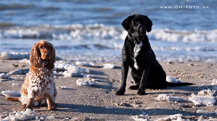 Blanding af racer lab/engelskspringer Lucky billede 13