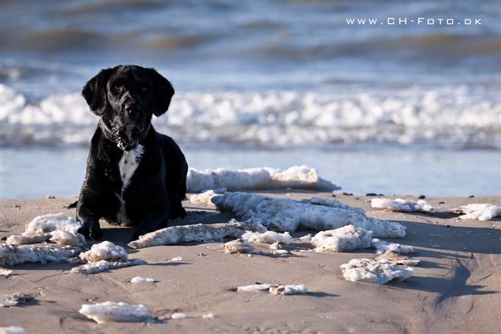 Blanding af racer lab/engelskspringer Lucky billede 14