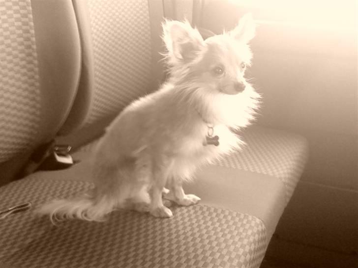 Chihuahua Daffy - daffy i falckbil :D billede 15