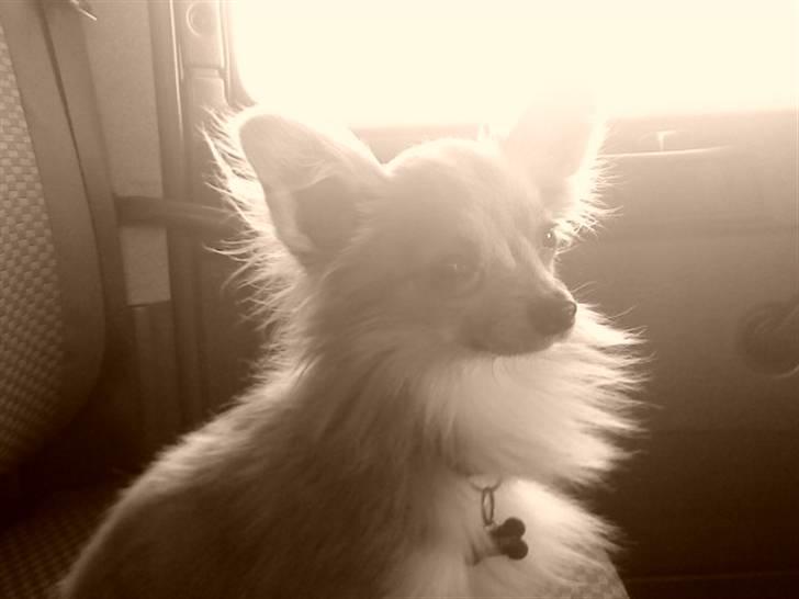 Chihuahua Daffy - englen billede 16