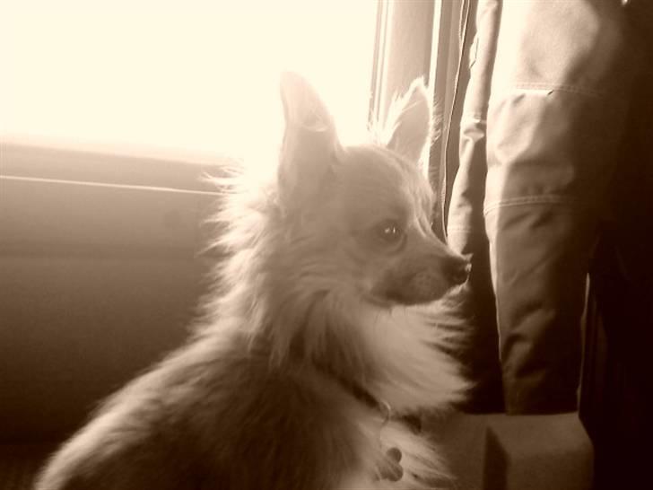 Chihuahua Daffy - <3 billede 17