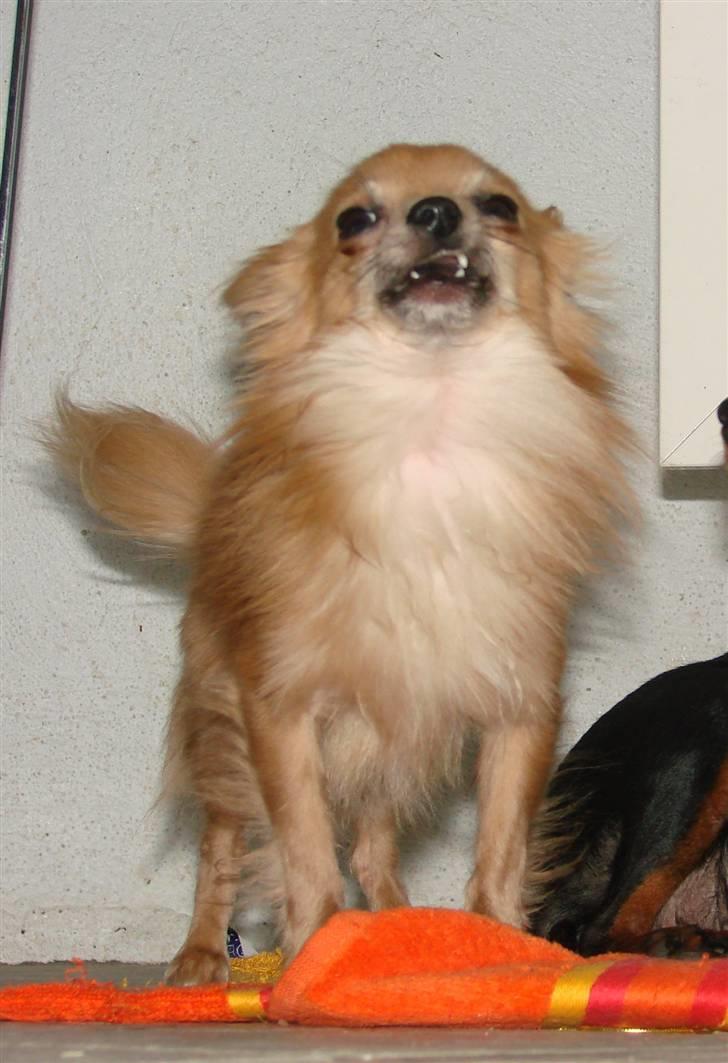 Chihuahua Daffy - daffy laver ansigter :D du skør hund billede 18