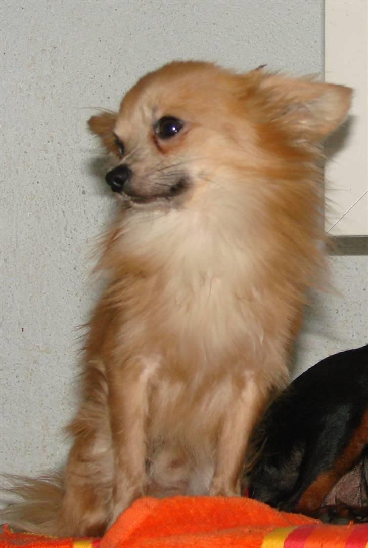 Chihuahua Daffy - søde billede 19