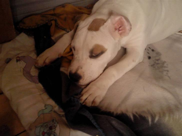 Blanding af racer Bella - Skatth miqq billede 1