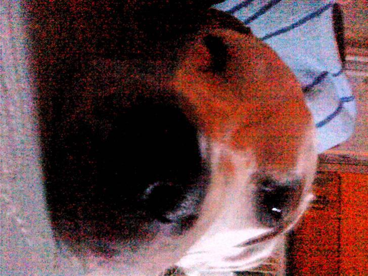 Blanding af racer Bella - he billede 2