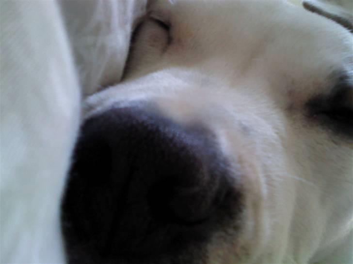 Blanding af racer Bella - sov godt billede 5