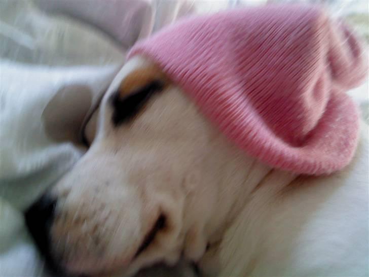 Blanding af racer Bella - nu os med hue billede 6