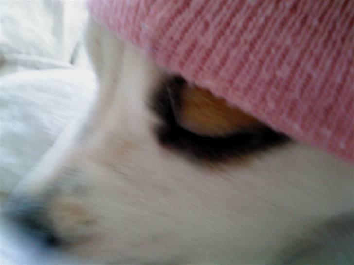 Blanding af racer Bella - ,, billede 7