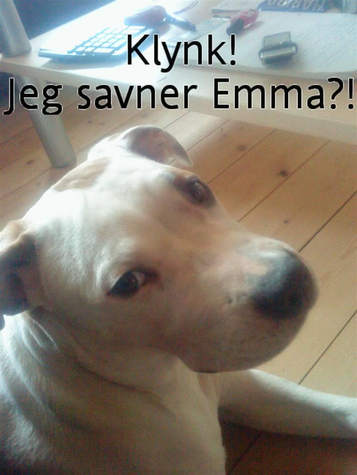 Blanding af racer Bella - hehe savner hende billede 8