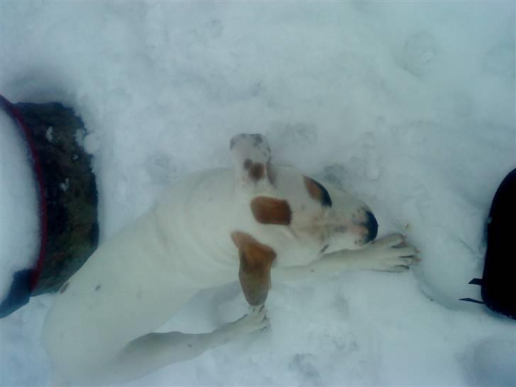 Blanding af racer Bella - SNEE KOLDT! billede 9