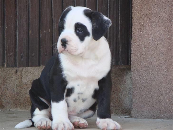 Renascence Bulldogge Ironhead Bulls Roxy billede 1