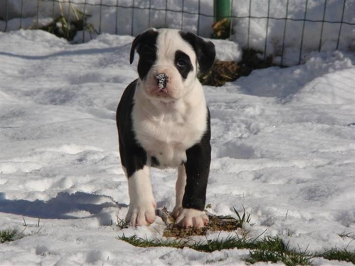 Renascence Bulldogge Ironhead Bulls Roxy billede 3