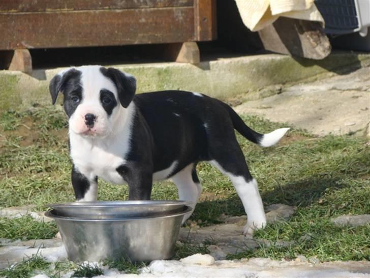 Renascence Bulldogge Ironhead Bulls Roxy billede 4