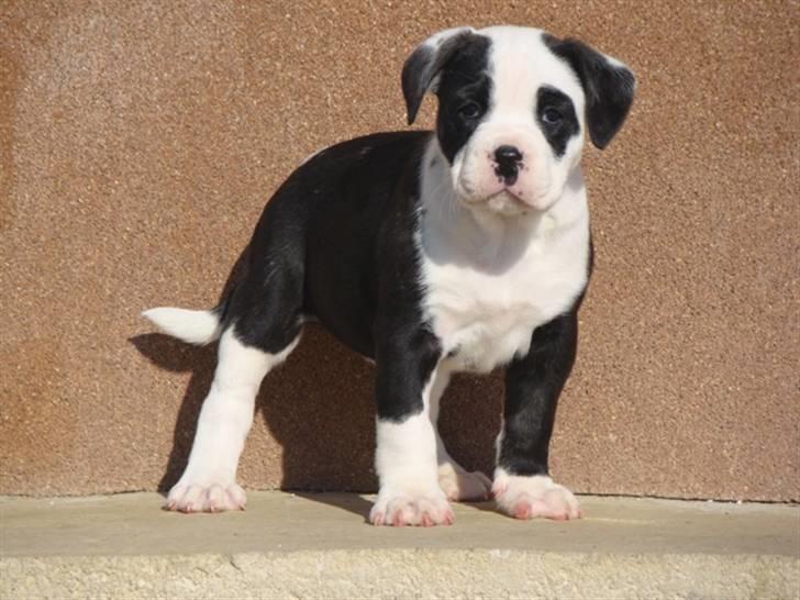 Renascence Bulldogge Ironhead Bulls Roxy billede 5