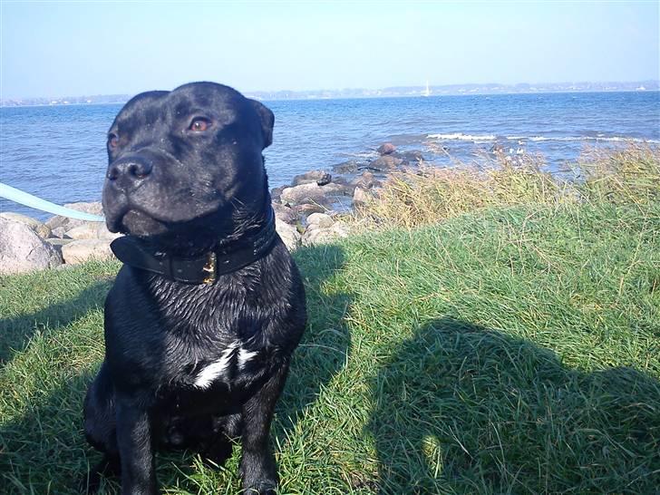 Staffordshire bull terrier Noa billede 1