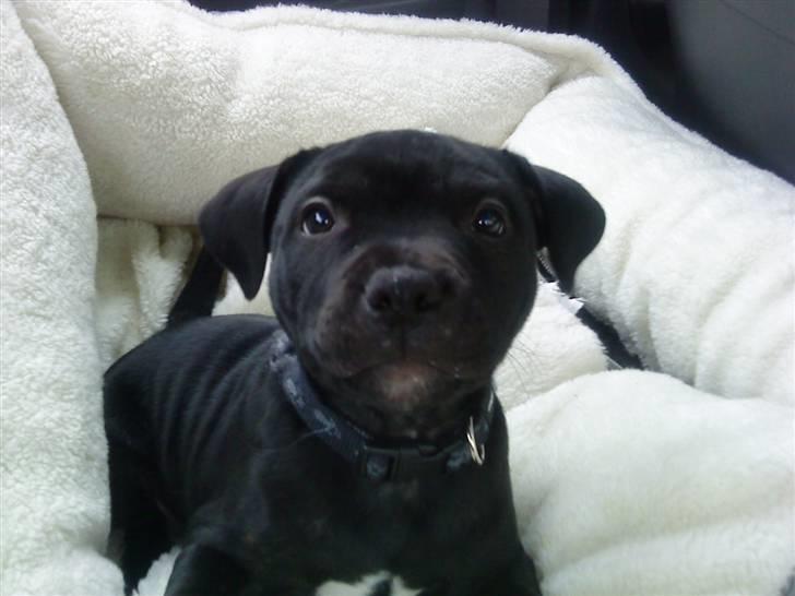 Staffordshire bull terrier Noa billede 2