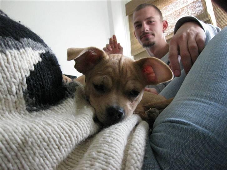 Blanding af racer Peanut   RIP. billede 18