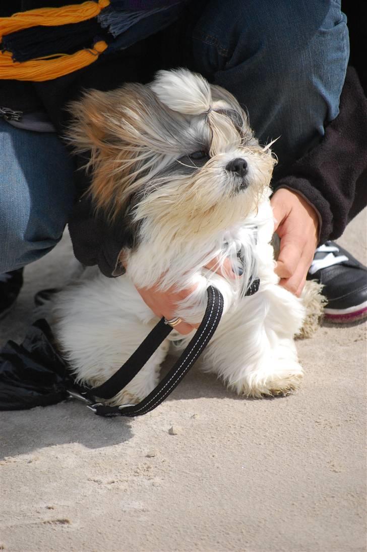 Shih tzu Gizmo - Gizzer billede 1