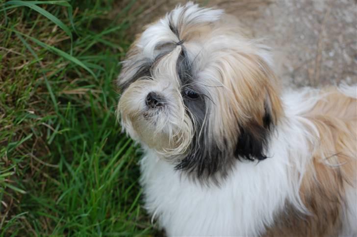 Shih tzu Gizmo billede 2