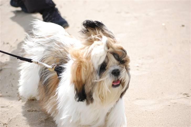 Shih tzu Gizmo billede 3