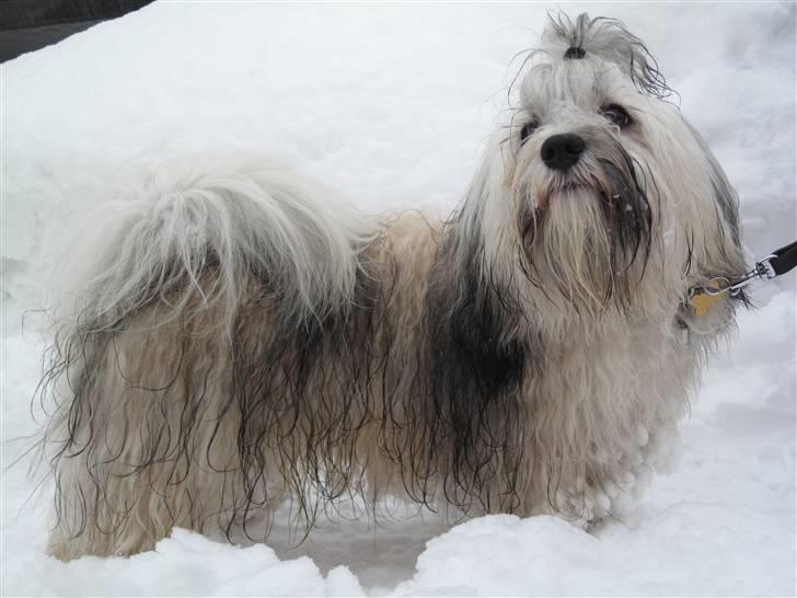 Bichon havanais Happy Friends Yakety Yak  billede 13