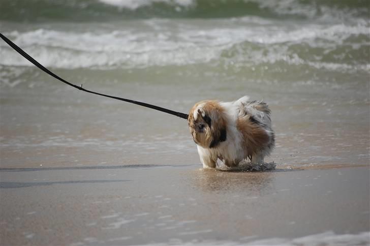 Shih tzu Gizmo billede 4