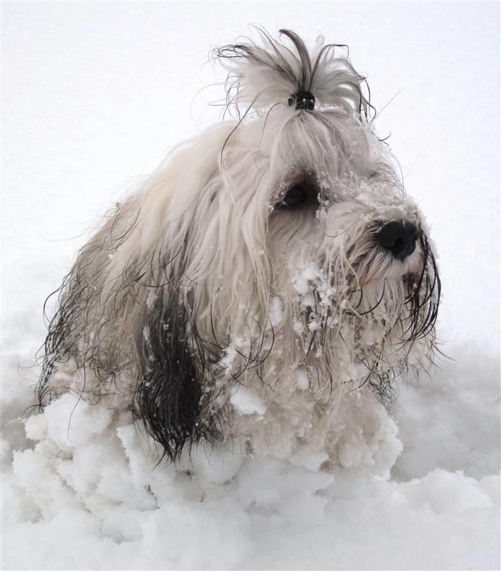 Bichon havanais Happy Friends Yakety Yak  billede 14