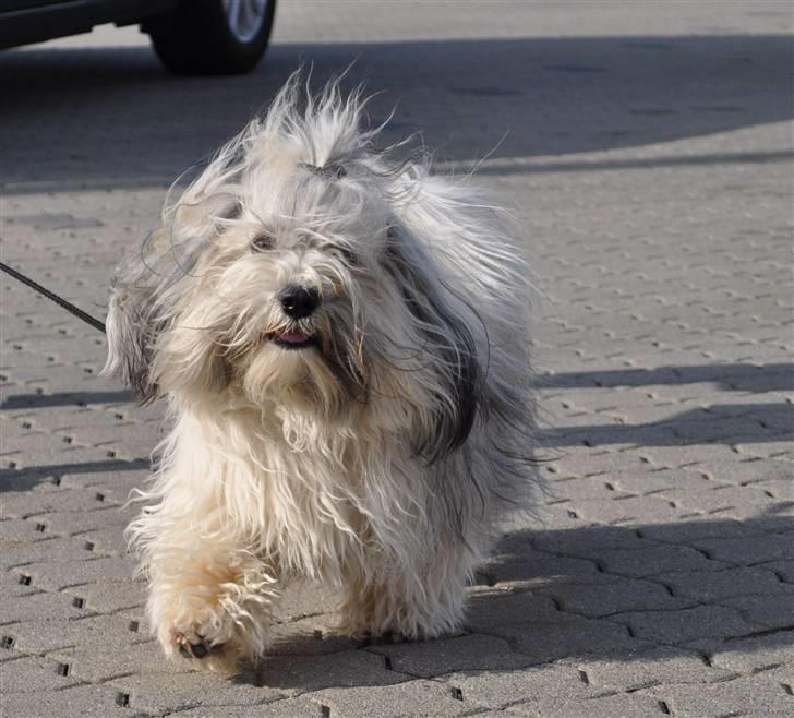 Bichon havanais Happy Friends Yakety Yak  billede 15