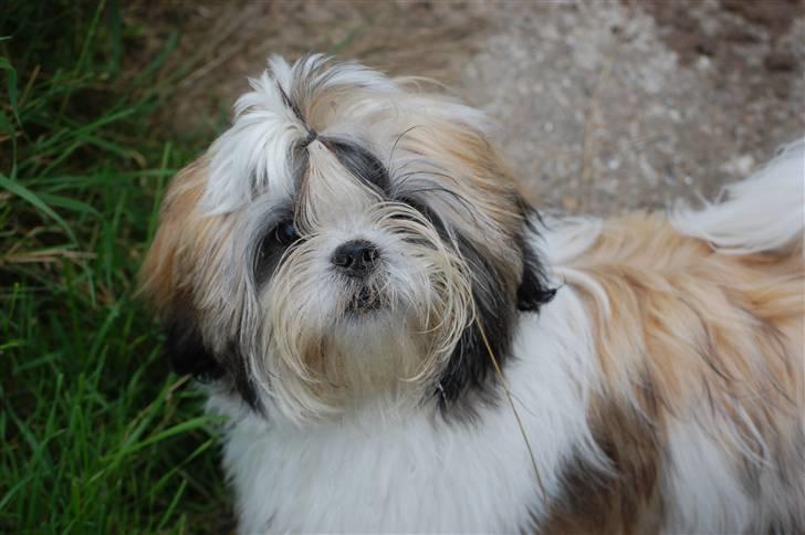 Shih tzu Gizmo billede 5