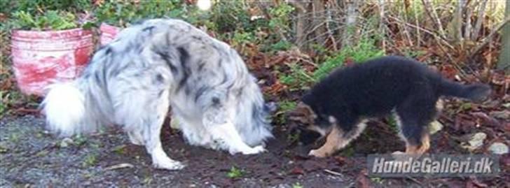 Schæferhund Tonser - lære at grave huller (gammelt) billede 5