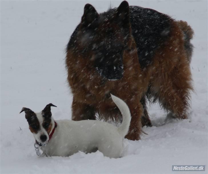 Schæferhund Tonser - ham og pixi... stor højde forskel billede 10