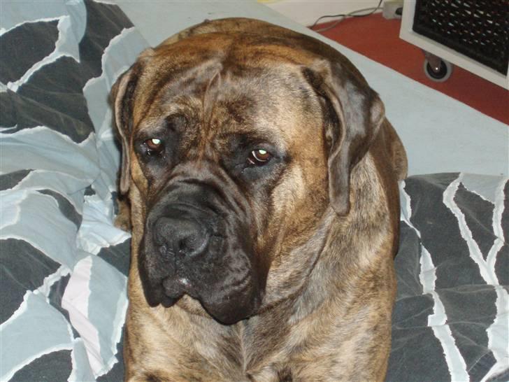 Boerboel Anasha Zenta billede 1