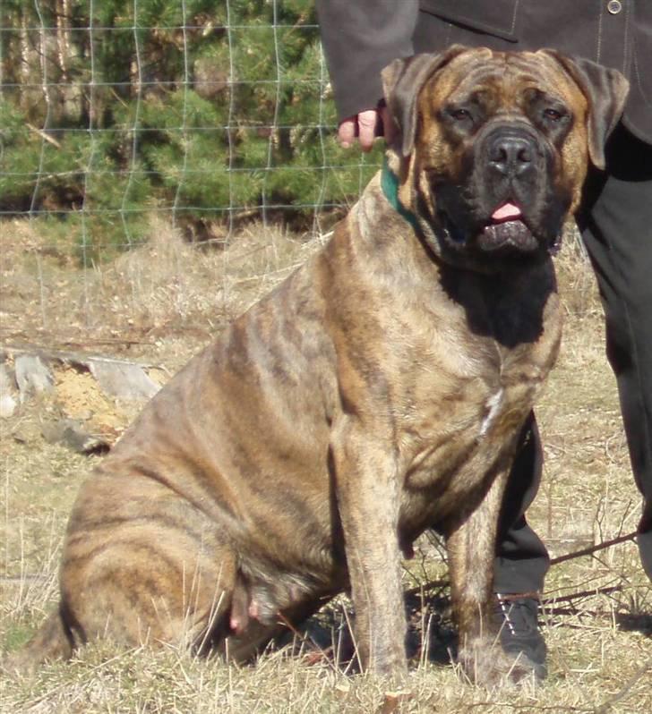 Boerboel Anasha Zenta billede 2