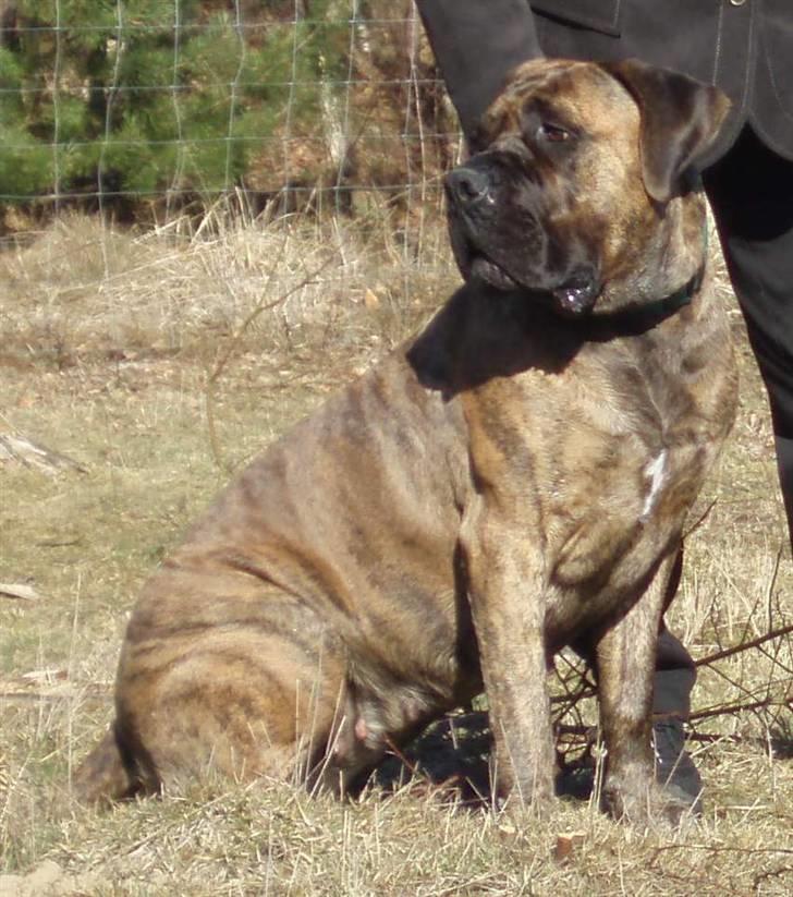 Boerboel Anasha Zenta billede 3