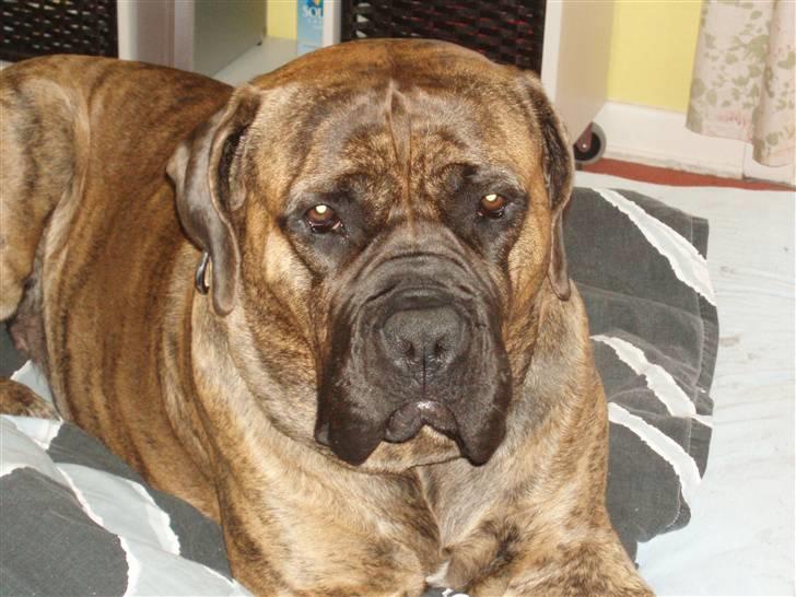 Boerboel Anasha Zenta billede 4