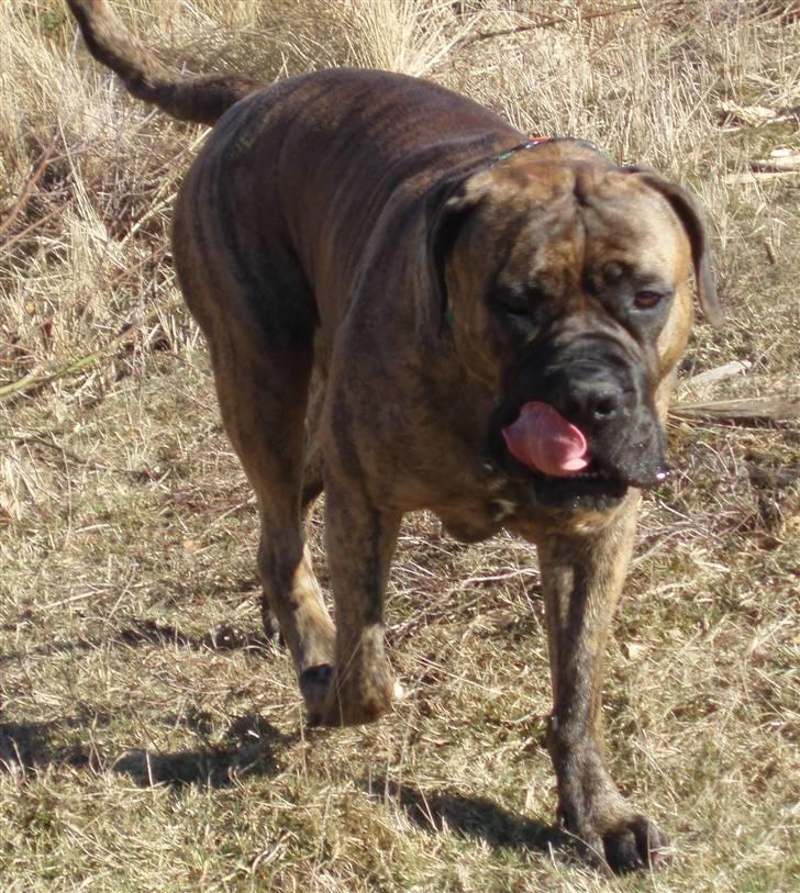 Boerboel Anasha Zenta billede 5