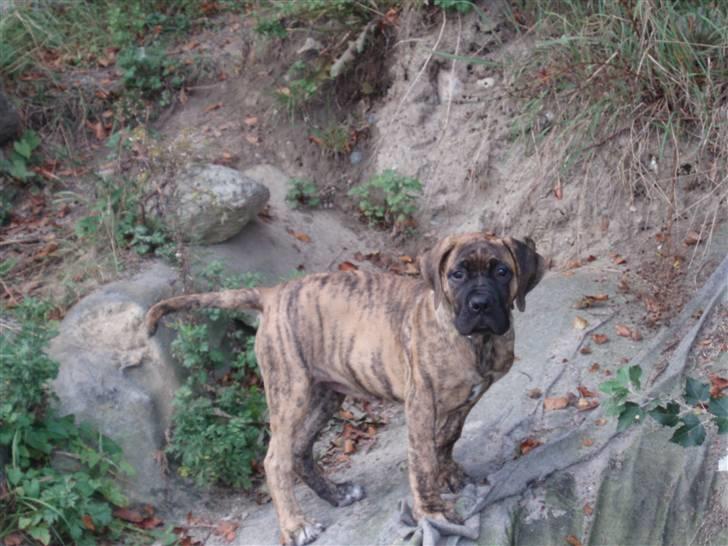 Boerboel Anasha Zenta - Er fra hvalpetiden jævnlig ved skov og strand  billede 9