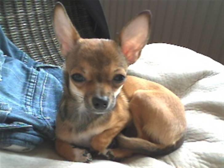 Chihuahua Emma billede 12