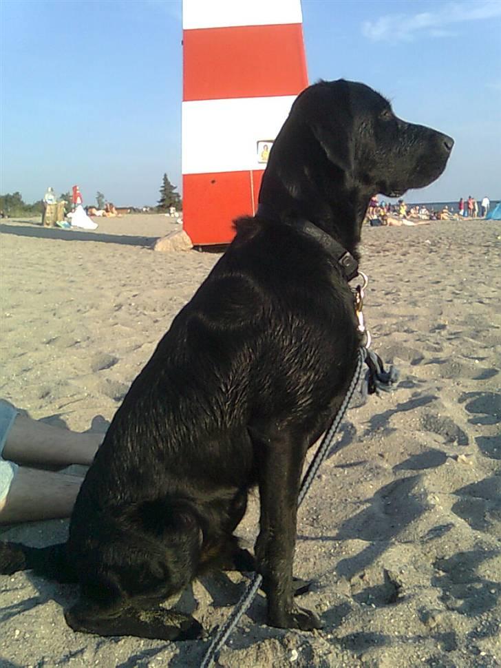 Labrador retriever laban billede 1