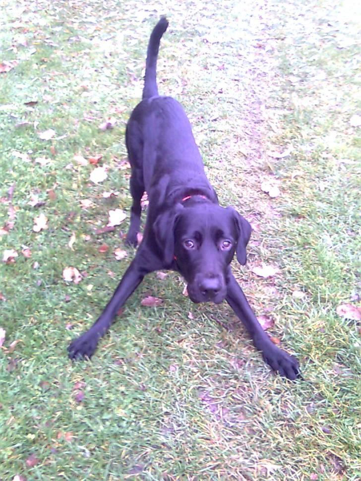 Labrador retriever laban billede 2