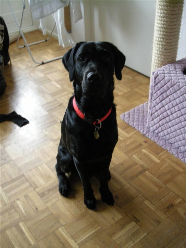 Labrador retriever laban billede 3