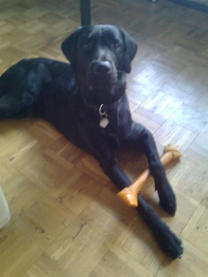 Labrador retriever laban billede 4