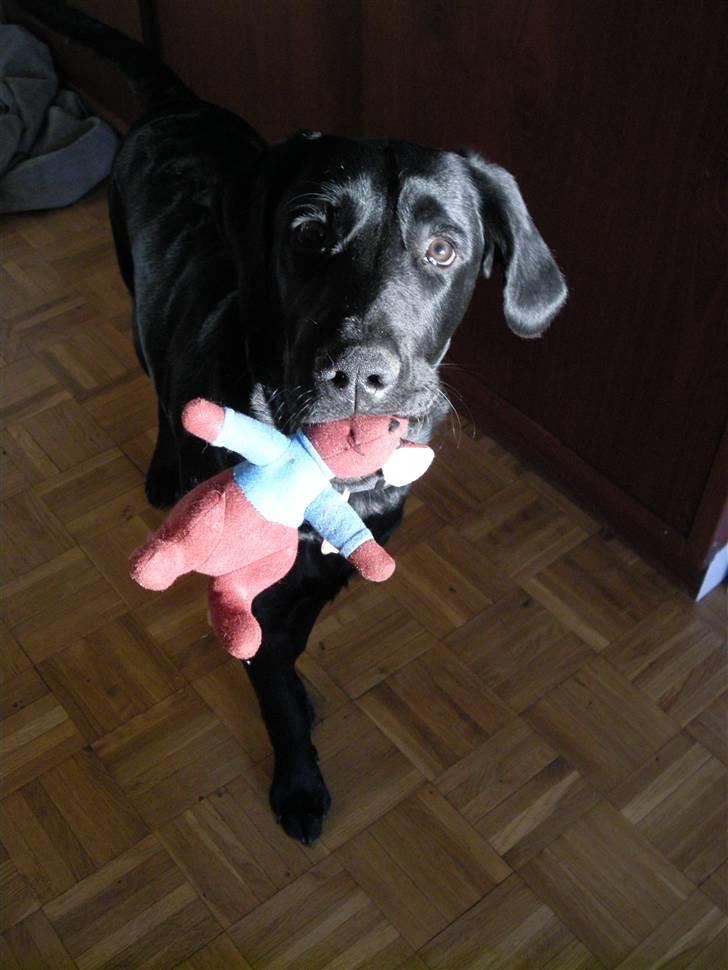 Labrador retriever laban billede 5