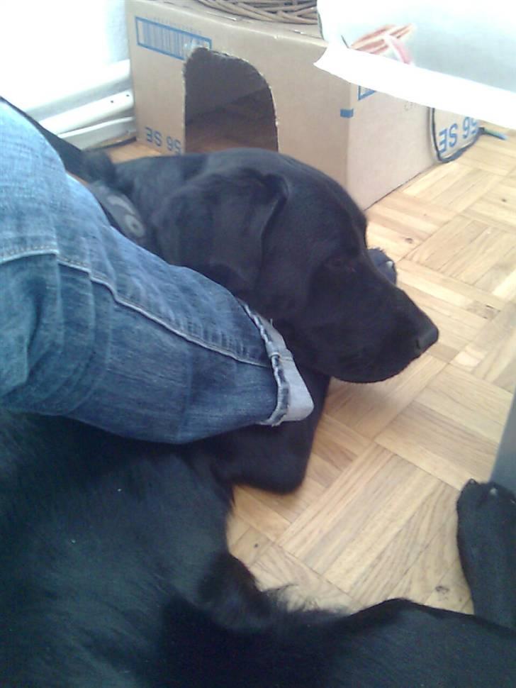 Labrador retriever laban billede 6