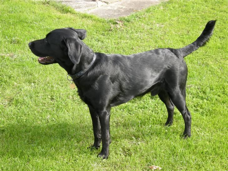 Labrador retriever laban billede 7