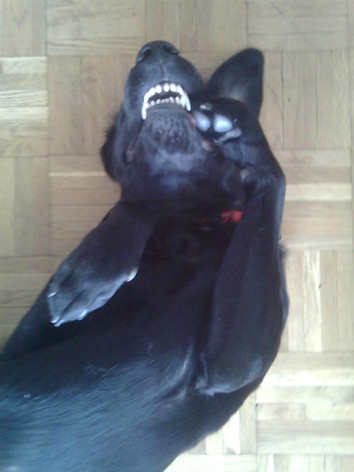 Labrador retriever laban billede 8