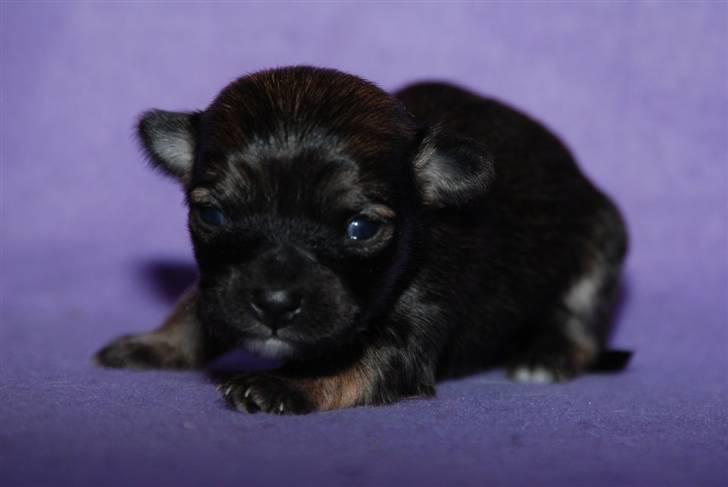 Chihuahua Lerche`s Miss Pepsi( udstationeret) - 2uger gammel billede 4