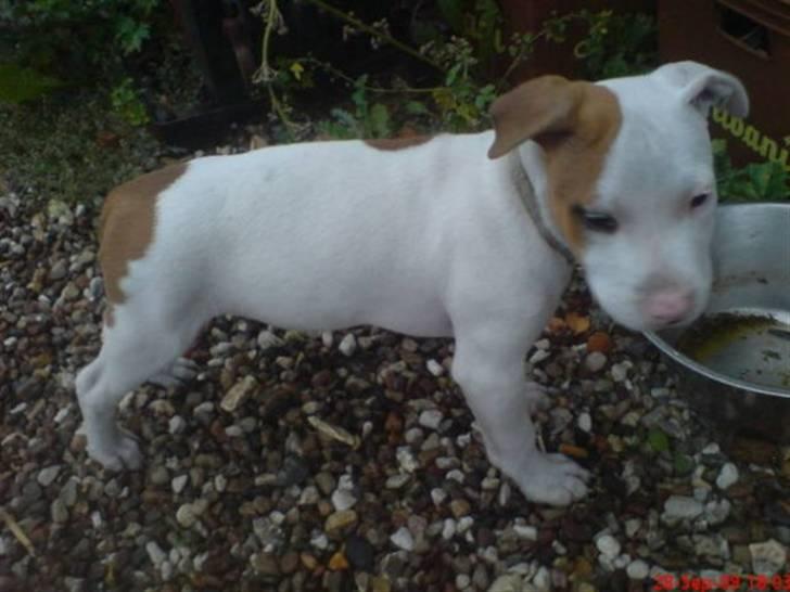 Amerikansk staffordshire terrier Ziggi - ziggi da hun var 12 uger billede 1