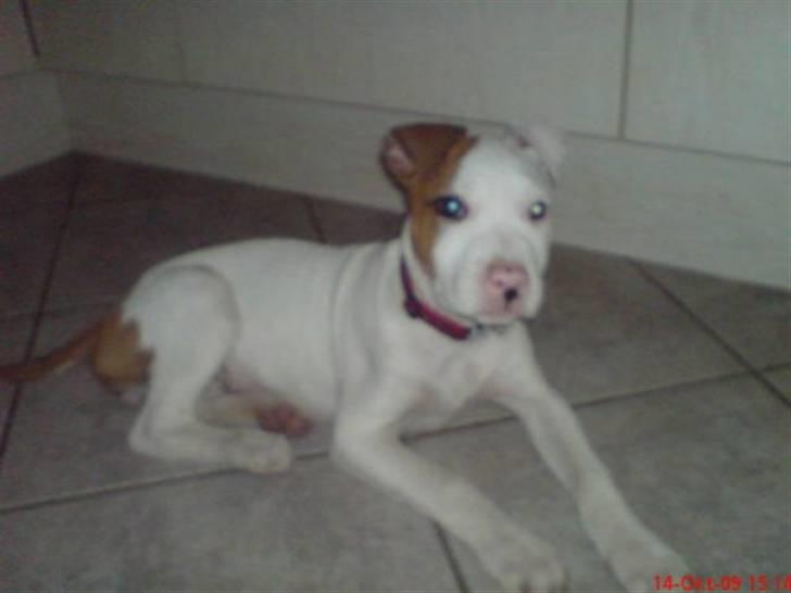 Amerikansk staffordshire terrier Ziggi - min dejlige hund ligger og slikker varme billede 2