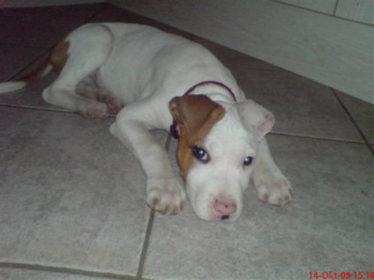Amerikansk staffordshire terrier Ziggi - er hun ikke sød  billede 3